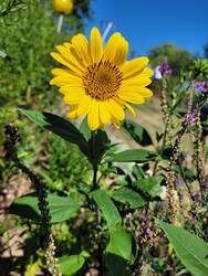 Sonnenblumenstaude