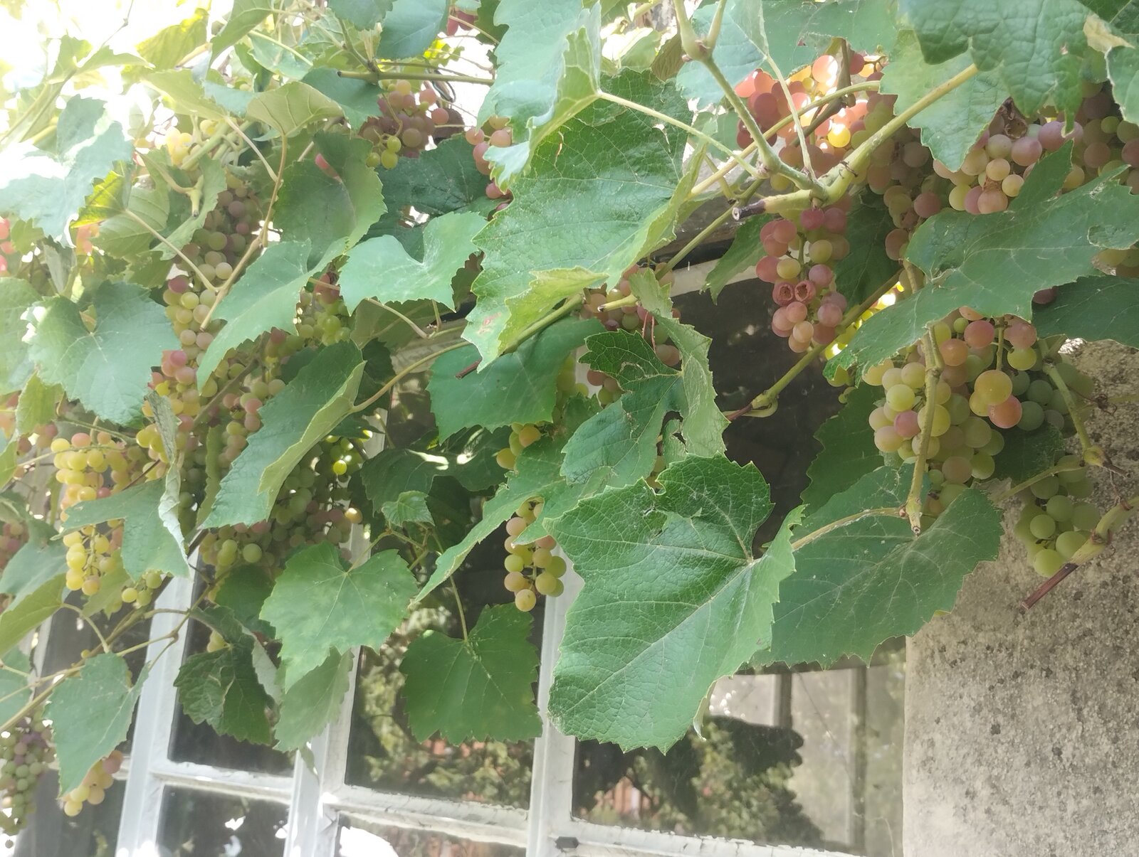 Bild