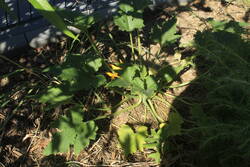 Überraschungszucchini. Beschriftet war der Topf mit "Hokkaido".