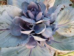Diesen Rotkohl habe ich im Sommer 2025 in den Gemüsegarten gepflanzt. Er wurde dann nicht fertig bis zum Winter und erst im Sommer 2026 konnte ich einen schönen Kopf ernten. Jetzt bildet er noch weitere 5 Köpfchen aus. Gegossen habe ich ihn nur nach dem Auspflanzen 2025 und dann nicht mehr. Er muss irre tiefe Wurzeln haben. Alle Kohlsorten von diesem Jahr kommen auch schon ohne Gießen zurecht.