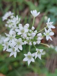 Schnittknoblauch: schmeckt lecker, blüht hübsch im Herbst und hat viel Nektar für Insekten. Ab und zu gegossen.