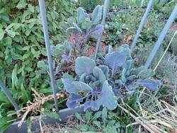 Rosenkohl vom Vorjahr: Er steht vollsonnig und wurde nie gegossen. Hier gieße ich nicht mal in der Nähe.