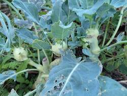 Zwei im Vorjahr bereits geerntete Kohlrabi: Nicht gegossen - plötzlich bilden sich wieder Knollen.