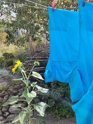 Jedes Jahr gibt es eine Fugensonnenblume auf dem Wäschetrockenplatz.