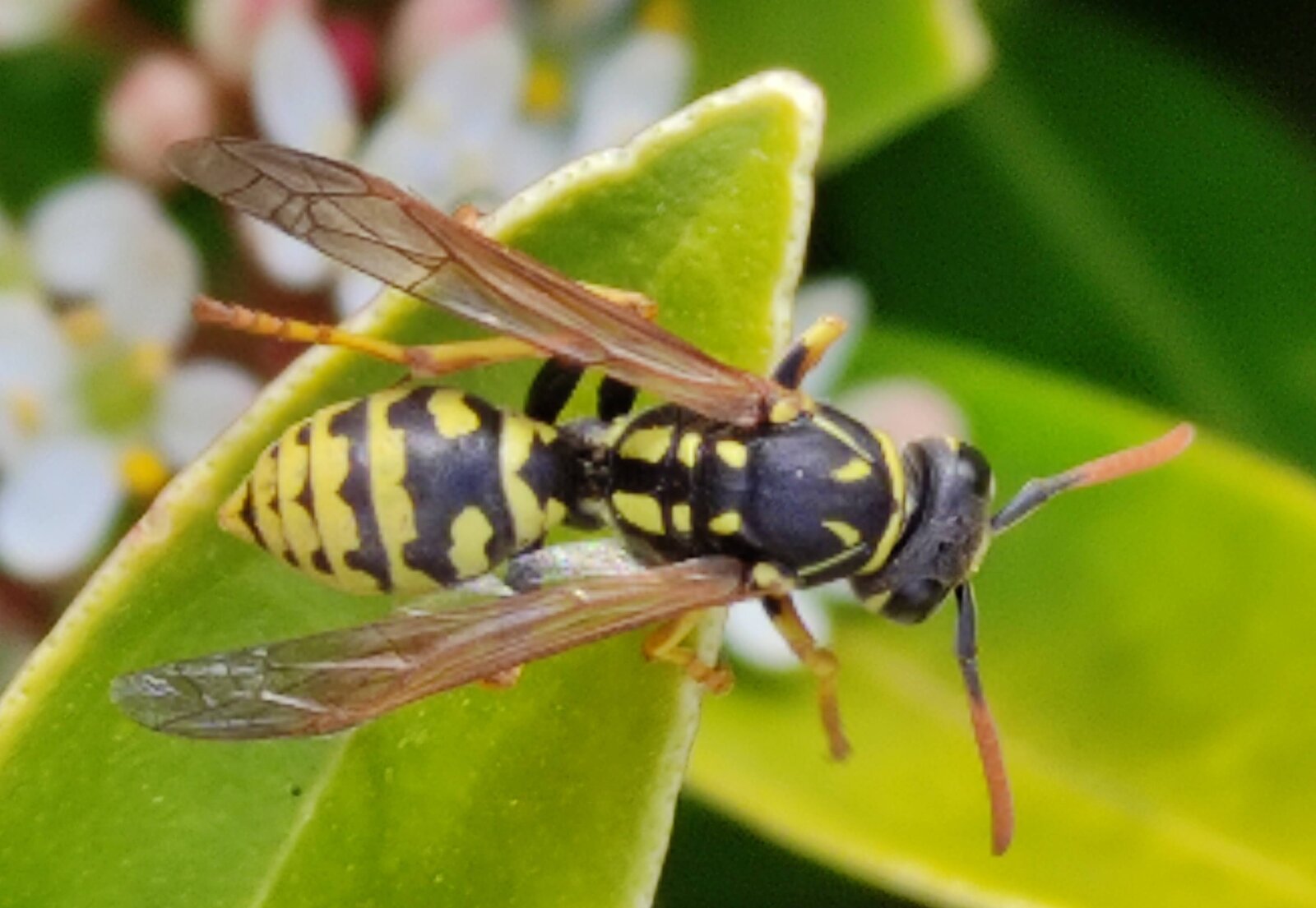 Polistes dominula (3).jpg