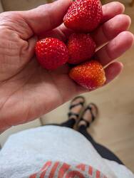 Erdbeeren blühen weiter und es gab sogar nochmal eine kleine Ernte