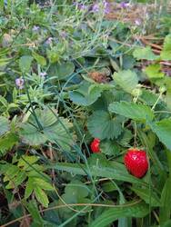 Es gab nochmal eine Runde frische Erdbeeren. Dazwischen blühen Radieschen und ich hoffe auf leckere Schoten.