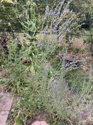 IMG_2629.jpeg