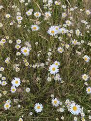 Blumenwiese am Klimax