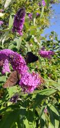 IMG_20230713_152335.jpg