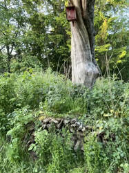 Holzstapel unterm alten Apfelbaum.jpg