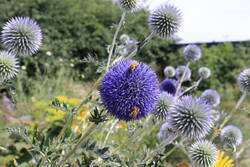 ECHINOPS ritro ssp. ruthenicus.JPG