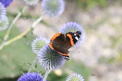 ECHINOPS ritro ssp. ruthenicus