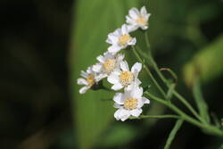 Achillea ptarmica