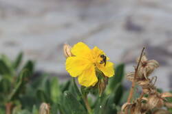 helianthemum nummularium var grandiflorum