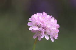 Armeria maritima