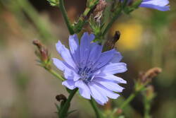 Cichorium intybus