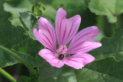 Malva sylvestris