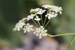 Pimpinella saxifraga