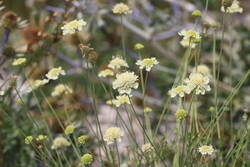 scabiosa ochroleuca