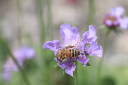 scabiosa columbaria.JPG