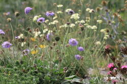 scabiosa columbaria