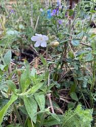 Hab mich trotz der schönen Blüte dieses Jahr getraut und die Wildblumenwiese gemäht. Jetzt gibt sie ein zweites Mal Vollgas