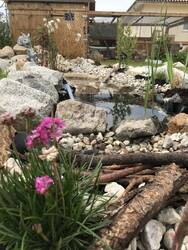 Neuanlage des Bachlaufs im Frühjahr mit Wasserpflanzen wie Rohrkolben, Seerose, Froschbiss, Krebsschere, Tannwedel, Federngras, Melisse, Bachminze und Blutweiderich sowie Grasnelke. Im Hintergrund die Sternwarte und das Kaninchengehege.