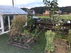 Gewächshaus aus alten Fenstern. Hochbeet aus Paletten, Pyramidenbeet (letztes Jahr Kartoffelpyramide). Rechts davon stehen die Beerensträucher und grenzen den übrigen Garten vom Nutzgarten ab.