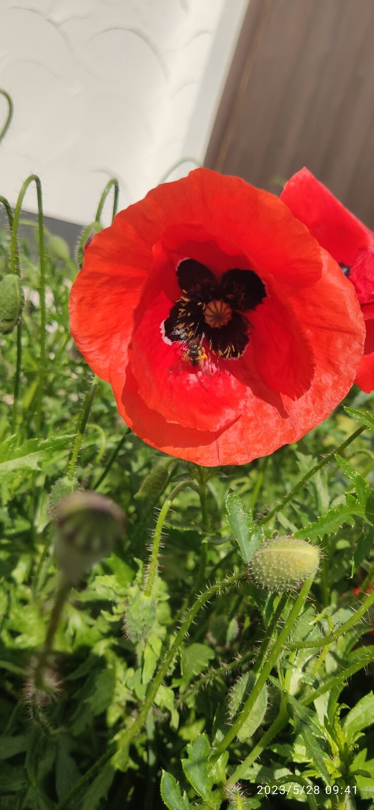 Türkischer Mohn