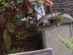 Das tägliche Vogelfutter reicht eigentlich nie