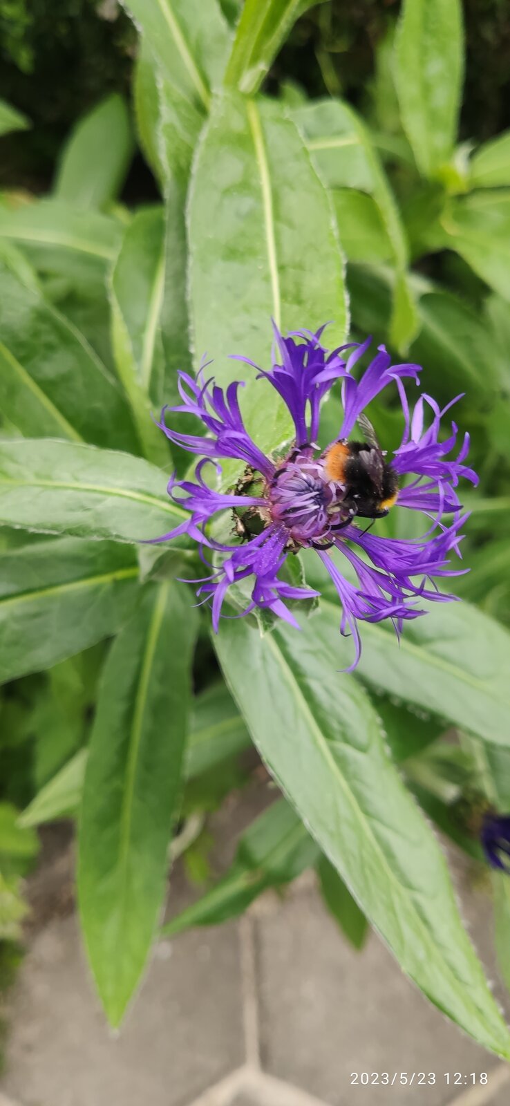 Bergflockenblume