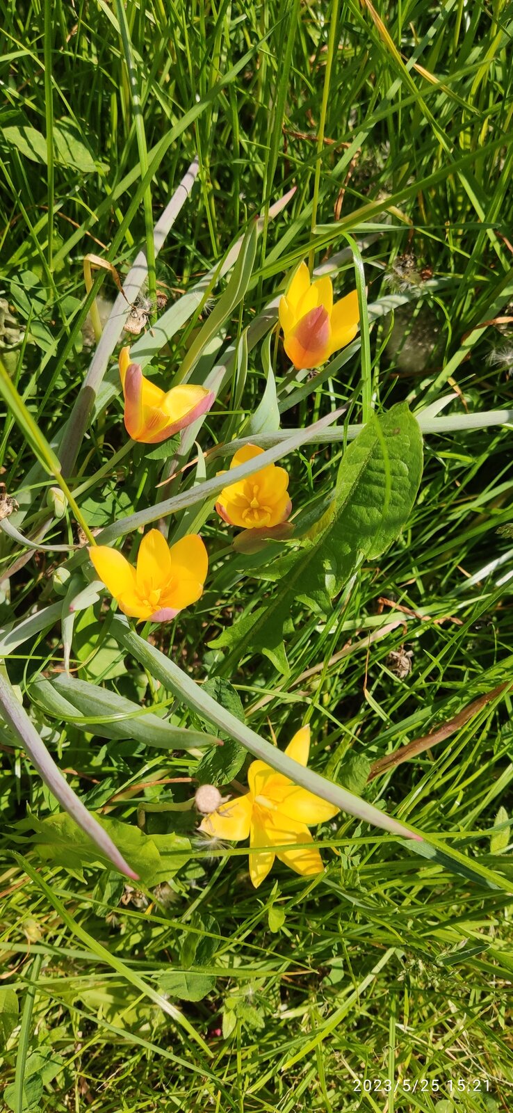 Verspätete Wild-Tulpen