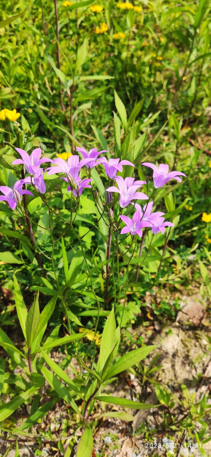 Wiesen- Glockenblumen