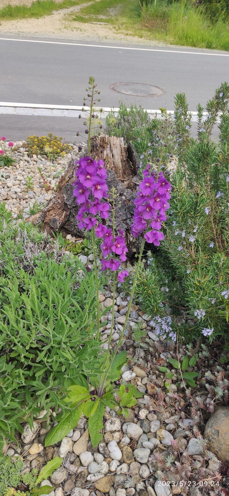 Purpur Königskerze 'Violetta'