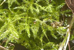 Kindbergia praelonga (2).JPG