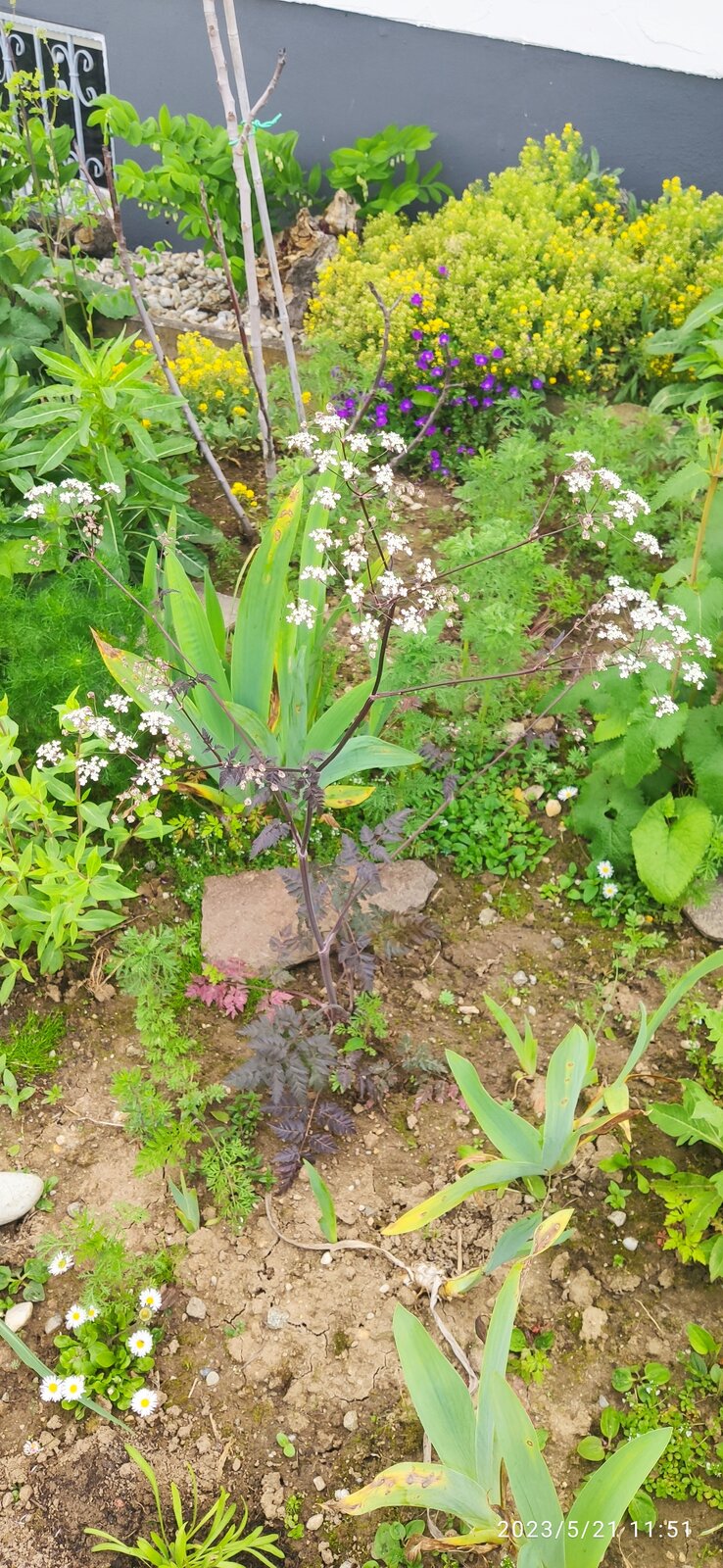 Pupur- Wiesenkerbel