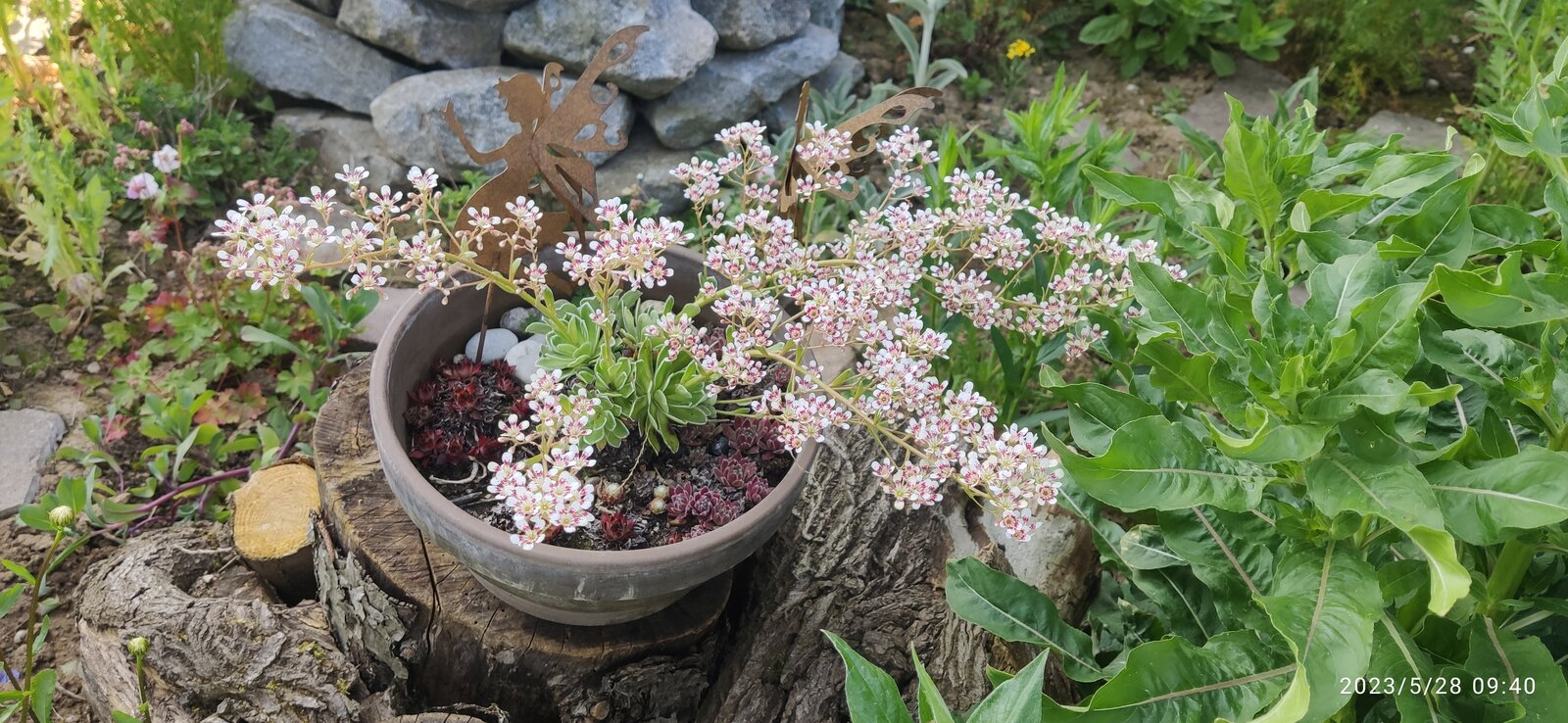 Saxifraga.....?