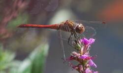 Sympetrum striolatum.jpg