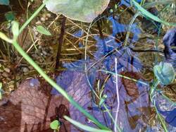 Wurzel1.jpg (397.18 KiB) 14181 mal betrachtet Ich denke nicht dass ich zu viele oder zu wenig Pflanzen habe. Nur halt ewig viele Wurzeln....