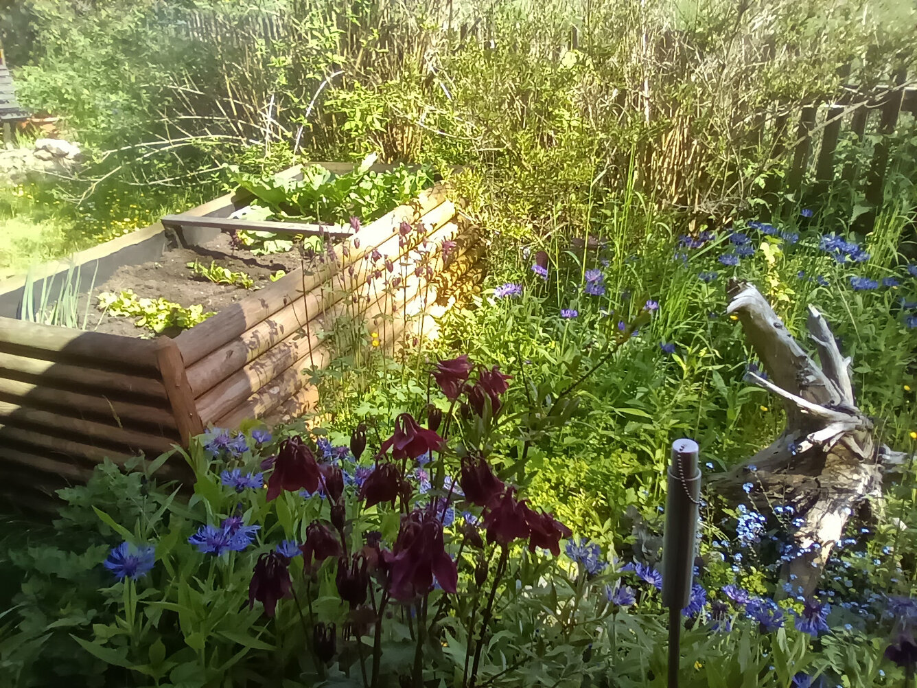 Hochbeet im Hintergrund, bei uns wachsen überall Bergflockenblumen und Akelei.