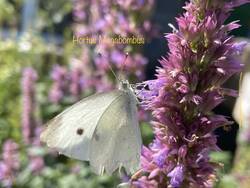 IMG_0717.jpeg