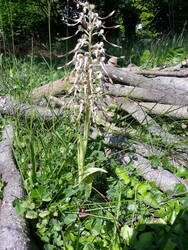 Himantoglossum hircinum_Bocksriemenzunge.jpg