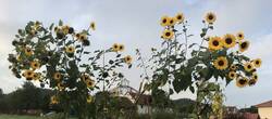 Meine XXL-Sonnenblumen. Jeden Tag sitzen die Spatzen und Hummeln drauf