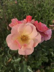 Bienenfreund im September