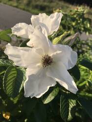 Apfelrose Alba in der Abendsonne