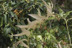 _MG_0507.JPG (249.07 KiB) 9203 mal betrachtet gespenstische Schönheit