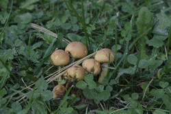 _MG_0511.JPG (257.04 KiB) 9473 mal betrachtet Sie sind im Herbst immer zu Gast.