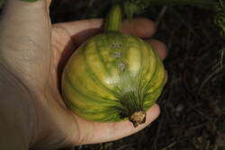 _MG_0506.JPG (181.57 KiB) 9203 mal betrachtet Ich habe Handschugröße 5.