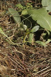 Der erste Mangold - im Frühjahr gesäet.